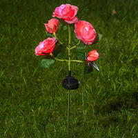 Pink Rose